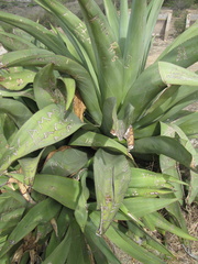 Aloe Plant